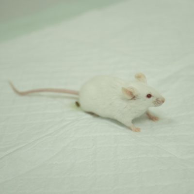 Mencit BALB/c